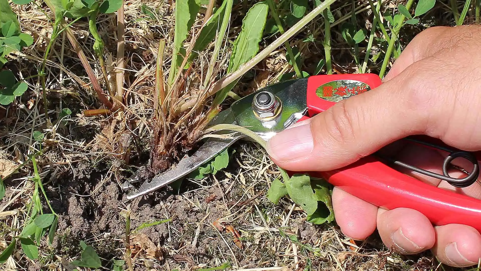Root Weeder